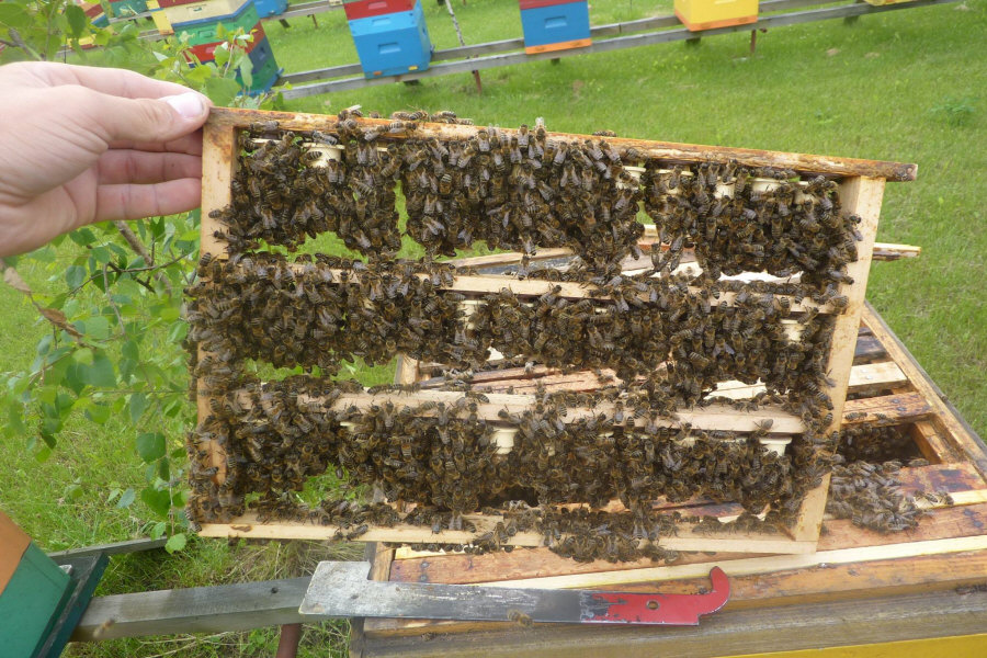 MIODOLAND Lenkijos bičių motinėlių aviliai, deponuojantys medų Lenkija 01