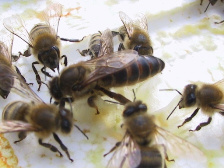 bičių motinėlės 04