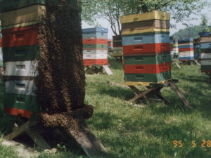 MIODOLAND Lenkijos bičių motinėlių aviliai, deponuojantys medų Lenkija 03