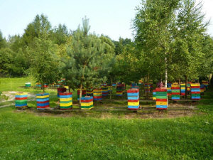 MIODOLAND Lenkijos bičių motinėlių aviliai, deponuojantys medų Lenkija 04