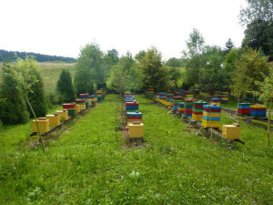 MIODOLAND Lenkijos bičių motinėlių aviliai, deponuojantys medų Lenkija 05