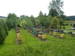 MIODOLAND Lenkijos bičių motinėlių aviliai, deponuojantys medų Lenkija 06