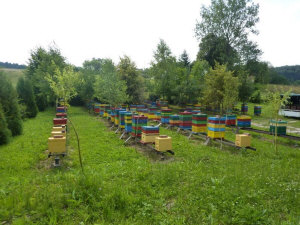 MIODOLAND Lenkijos bičių motinėlių aviliai, deponuojantys medų Lenkija 07