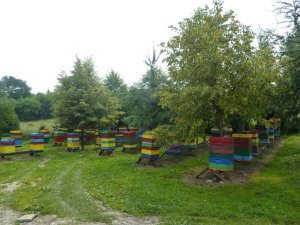 MIODOLAND Lenkijos bičių motinėlių aviliai, deponuojantys medų Lenkija 09
