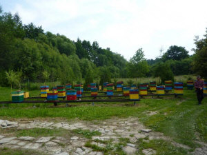 MIODOLAND Lenkijos bičių motinėlių aviliai, deponuojantys medų Lenkija 10