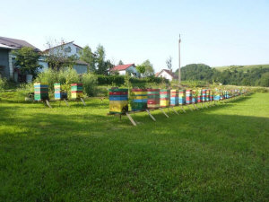 MIODOLAND Lenkijos bičių motinėlių aviliai, deponuojantys medų Lenkija 14