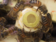 bičių motinėlės 01